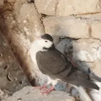 کبوتر.     فوری|پرنده|دلیجان, |دیوار
