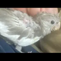 عروس هلندی سرلاکی