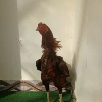 خروس لاری|حیوانات مزرعه|رشت, چله خانه|دیوار