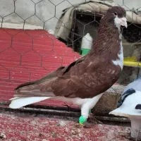 خوشرنگ سرخ و زرد