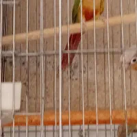 طوطی گرینچیک جفت ومولد|پرنده|هشتگرد, هشتگرد قدیم|دیوار