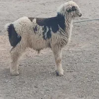 فروشی یک عدد بره|حیوانات مزرعه|آبپخش, |دیوار