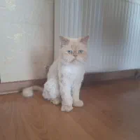 واگذاری گربه پرشین نر