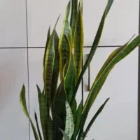 گل سانسور یا