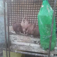 فروش فوری کبوتر به علت جابجایی