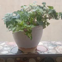 قاشقی برگ بیدی پاپیتال|گل و گیاه طبیعی|تهران, بهداشت|دیوار