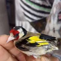 سهره باغی
