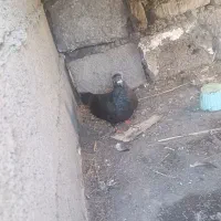 کبوتر زاغ نر ساعتی پرشی حراج حراج 200|پرنده|سنگدوین, |دیوار