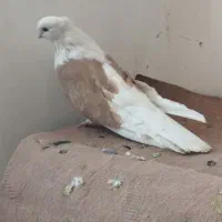 نوک قنار|پرنده|اصفهان, ملک‌شهر|دیوار