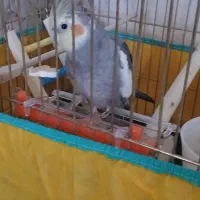 عروس هلندی نر رام|پرنده|سنقر, |دیوار