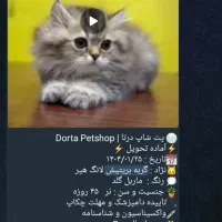 نینی کوچولوگربه|گربه|قم, پردیسان|دیوار