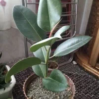 گل فیل گوش درحال روشد