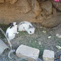خرگوش|موش و خرگوش|لردگان, |دیوار