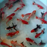 فروش عمده کوی،زبرا،کالر ،گوپی،مآهی خوراکی قرمز