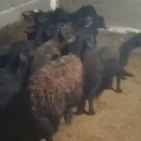 بره ماده افشاری