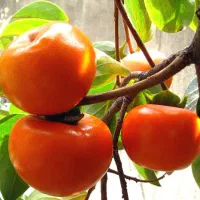 خرمالو جعبه زده آماده مناسب خوراک و میوه خشک