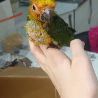 طوطی خورشیدی ملنگوبرزیلی. راهب شاه طوطی