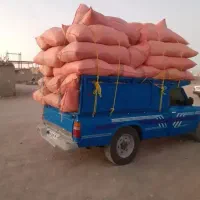 کاه گندم دیم