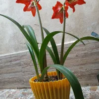گل آماریلیس هلندی