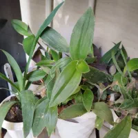 گل و گیاه طبیعی|گل و گیاه طبیعی|خرمدره, |دیوار