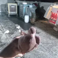 کفتر رنگه