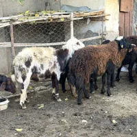 سه راس نر بره قوچ تخمی|حیوانات مزرعه|فاضل آباد, |دیوار