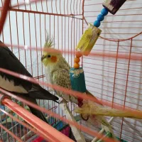 عروس هلندی و مرغ عشق