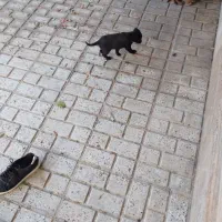 سگ پا کوتاه|سگ|شیروان (خراسان), |دیوار