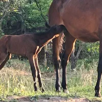 مادیون و کره نریون|اسب و تجهیزات اسب‌سواری|هشتگرد, هشتگرد قدیم|دیوار