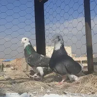 ۱۰ جفت|پرنده|قلعه نو, |دیوار