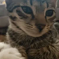 واگذاری بچه گربه دی اس اچ|گربه|نقده, |دیوار