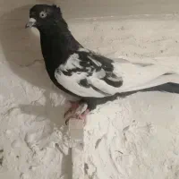 کبوتر سینه سیاه