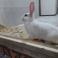 خرگوش