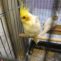 جفت عروس هلندی|پرنده|حمیدیه, |دیوار