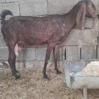 بز با دو کهره نر و ماده|حیوانات مزرعه|بندر دیر, |دیوار