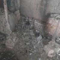 کبوتر چند جفت