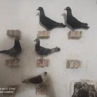 کبوتر پرشی و جفتگاه