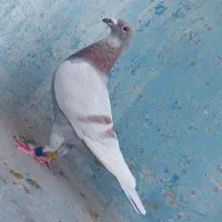 پلاکی عراق مسافتی رنگ خاص