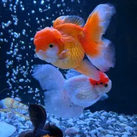گلدفیش اوراندا تاپ گرید