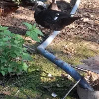 اردک خارجی7ماهه|حیوانات مزرعه|گتاب, |دیوار