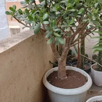 گل یشم|گل و گیاه طبیعی|رشت, کوی فکوری|دیوار