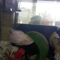 آکواریوم با ماهی|ماهی|مریوان, |دیوار