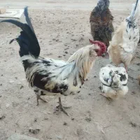 خروس گلین محلی