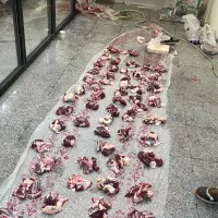 گوسفند زنده با وزنگیری دقیق و تحویل در محل