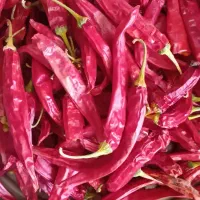 تندواتشین شمشیری فلفل قرمز خشک