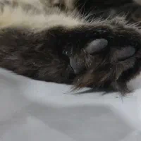 گمشده|حیوانات|مشهد, فاطمیه|دیوار