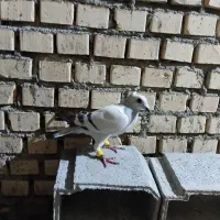 یک عدد کفتر سر حال