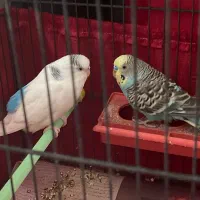 یه جفت مرغ عشق