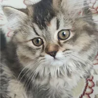 گربه ملوس|گربه|گلبهار, |دیوار