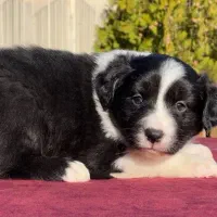 سگ بردرکالی